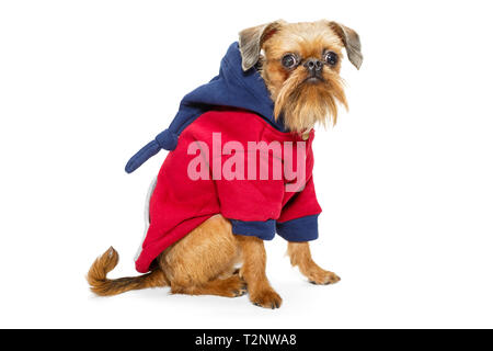 Race de chien Griffon de Bruxelles dans un hoodie , isolé sur fond blanc Banque D'Images