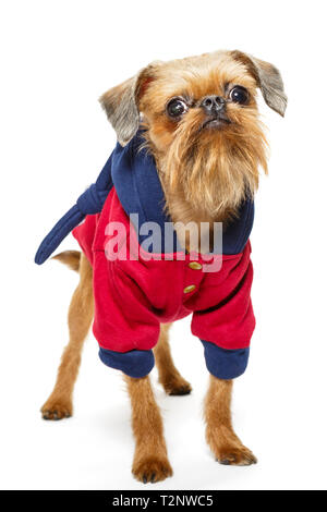 Race de chien Griffon de Bruxelles dans un hoodie , isolé sur fond blanc Banque D'Images