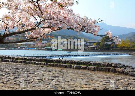 Cherry Blossom et Oi dans la rivière de Arashiyama, Kyoto, Japon. Vue japonais. Banque D'Images