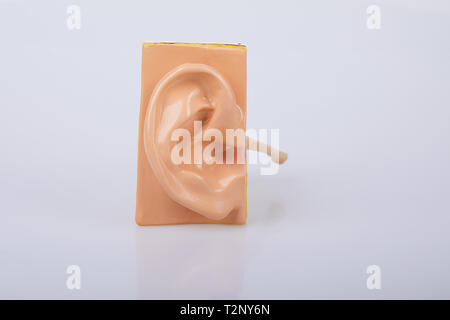 Les droits de l'artificiel modèle ear isolé sur fond blanc. L'oreille humaine. Modèle EAR. Un modèle de l'oreille pour les cours de science élémentaire. Banque D'Images