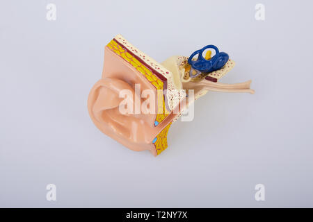 Les droits de l'artificiel modèle ear isolé sur fond blanc. L'oreille humaine. Modèle EAR. Un modèle de l'oreille pour les cours de science élémentaire. Banque D'Images