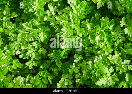 Le persil, les feuilles de persil vert croissant dans le jardin, close-up Banque D'Images