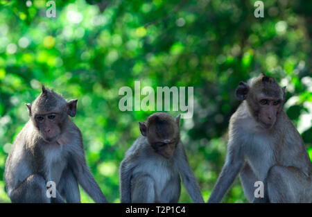 La famille de Singe assis dans la forêt. Monkey le flou d'arrière-plan vert de l'arbre dans le parc national ou la jungle. L'indifférence de la famille sur les enfants. La vie de couple Banque D'Images