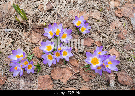 Crocus sieberi 'Tricolor' fleurit au début du printemps Banque D'Images