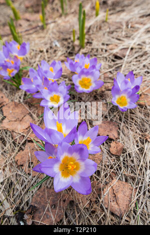 Crocus sieberi 'Tricolor' fleurit au début du printemps Banque D'Images