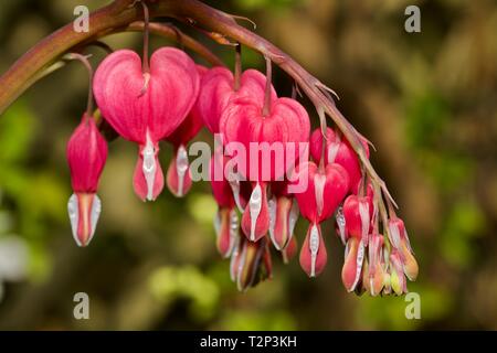 Lamprocapnos spectabilis bleeding heart Banque D'Images