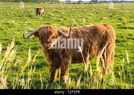 Highland cattle grazing on Wicken Fen Réserve Naturelle dans le Cambridgeshire, East Anglia, Angleterre, Royaume-Uni. Banque D'Images