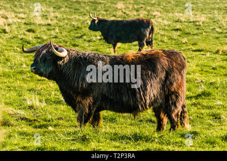 Highland cattle grazing on Wicken Fen Réserve Naturelle dans le Cambridgeshire, East Anglia, Angleterre, Royaume-Uni. Banque D'Images