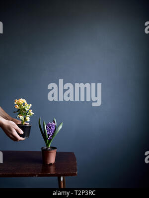 L'homme mettre des fleurs en pots sur la table rétro brun sur fond de mur gris avec de l'espace libre pour le texte Banque D'Images