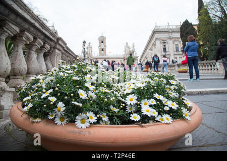 Roma, Italie. 06Th avr, 2019. Les marguerites le long de l'escalier du Capitole Crédit : Matteo Nardone/Pacific Press/Alamy Live News Banque D'Images