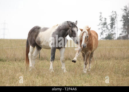 Deux chevaux jouant sur des pâturages en automne Banque D'Images
