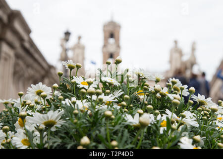 Roma, Italie. 06Th avr, 2019. Les marguerites le long de l'escalier du Capitole Crédit : Matteo Nardone/Pacific Press/Alamy Live News Banque D'Images