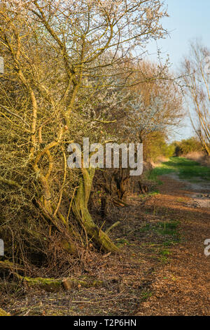 Sentier pédestre à Wicken Fen Réserve Naturelle dans le Cambridgeshire, East Anglia, Angleterre, Royaume-Uni.