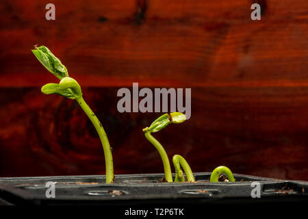 De l'horizontale des germes de haricots dans un bac en plastique avec copie espace. Banque D'Images