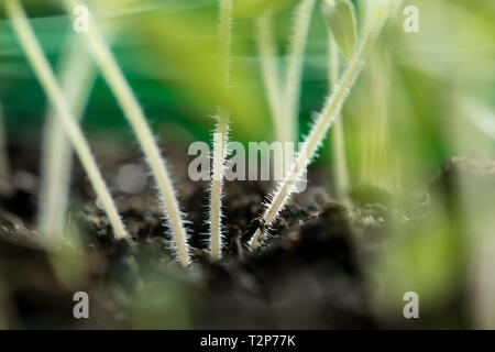 Portrait de jeunes arbres fraîchement cultivés ou plants de tomates tiges Banque D'Images