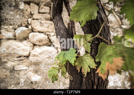 Plantes vertes Banque D'Images