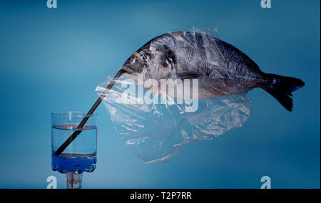 Pêcher la dorade avec Shell que les boissons eaux minérales dans l'eau non polluée propre recouvert de film transparent Banque D'Images