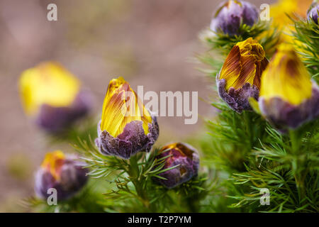 Fleurs jaunes de cuckooflower dans le jardin Banque D'Images