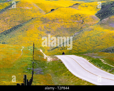 Route pavée traversant montagnes couvertes de fleurs sauvages, Carrizo Plain National Monument, le Centre de la Californie Banque D'Images