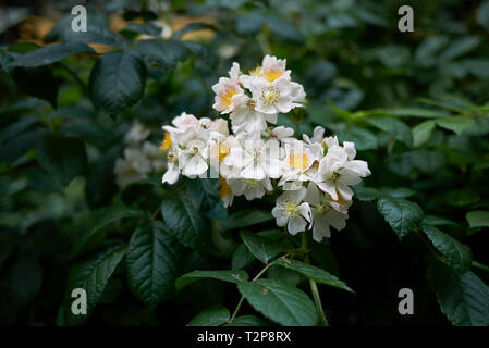 Petit bouquet de roses blanches Banque D'Images