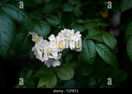 Petit bouquet de roses blanches Banque D'Images