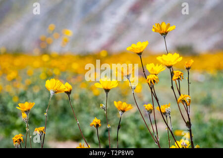 Les tournesols du désert (Geraea canescens) Anza Borrego Desert en fleurs dans le parc de l'État au cours d'un superbloom, Californie du sud Banque D'Images