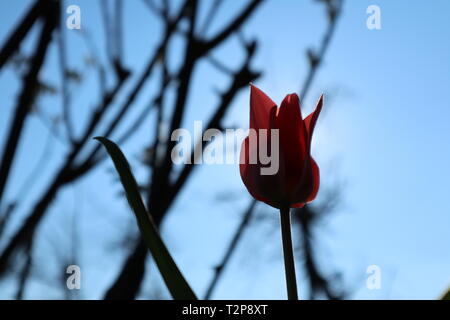 Tulip dans l'éclairage du soleil comme un messager du printemps Banque D'Images