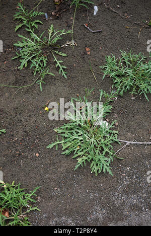 Les plantes fraîches de roquette sauvage Banque D'Images