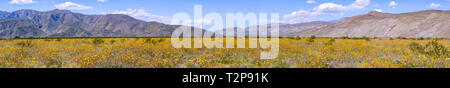 Vue panoramique des champs de tournesols du désert (Geraea canescens) Anza Borrego Desert en fleurs dans le parc de l'État au cours d'un superbloom, Californie du sud Banque D'Images