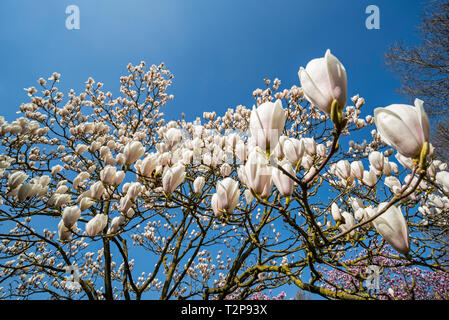 Magnolia fleurs Gresham GG11 montrant fleurs blanches au printemps Banque D'Images