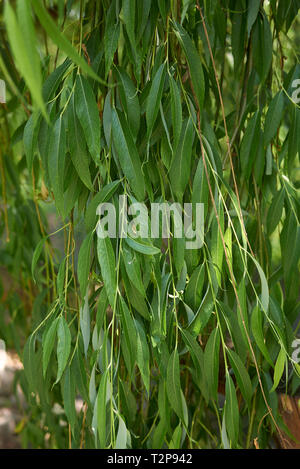 Salix babylonica le feuillage frais Banque D'Images
