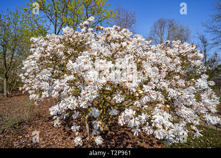 La floraison Magnolia stellata Magnolia stellata Kikuzaki / Maxim / star magnolia montrant des fleurs blanches au printemps en park Banque D'Images