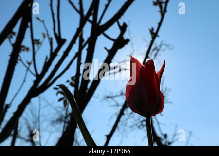Tulip dans l'éclairage du soleil comme un messager du printemps Banque D'Images