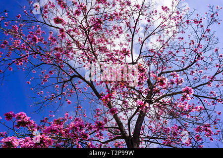 Arbre à trompettes roses (Handroanthus impetiginosus) sur un fond de ciel bleu Banque D'Images