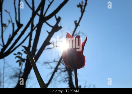 Tulip dans l'éclairage du soleil comme un messager du printemps Banque D'Images