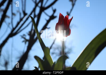 Tulip dans l'éclairage du soleil comme un messager du printemps Banque D'Images