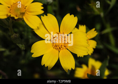 Monolopia majeure : Carrizo PlaIn Super Bloom Banque D'Images