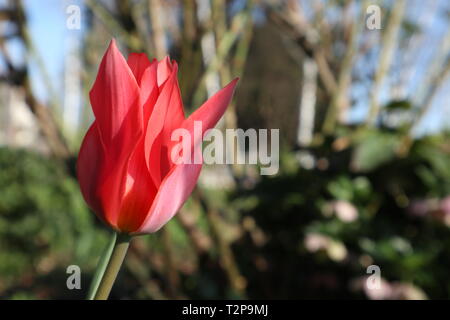 Czarred tulip devant un fond pour les modèles. Banque D'Images