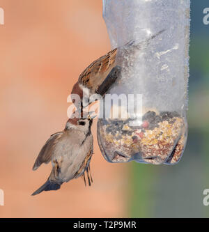 Milan Royal Moineau combats près de le convoyeur Banque D'Images