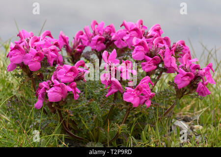 Furbish bec long (Pedicularis Pedicularis rostratocapitata / rostrato-capitata) à fleurs en été dans les Alpes orientales Banque D'Images