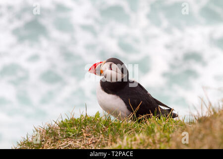 Un Macareux islandaise est assis à regarder le soleil se coucher Banque D'Images