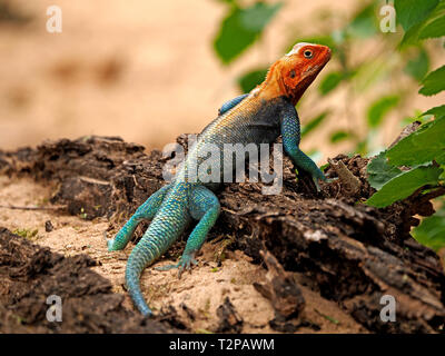 Superbe mâle adulte Red Headed Rock Lézard Agama agama Agama (reproduction) de couleurs bleu et rouge sur souche d'arbre à Kulalu Camp, Galana Conservancy, Kenya Banque D'Images