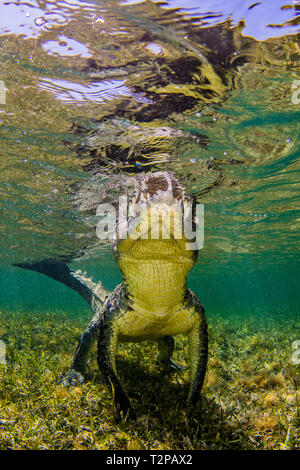 Saltwater Crocodile américain sur l'atoll de banques Chinchorro, low angle view, Xcalak, Quintana Roo, Mexique Banque D'Images