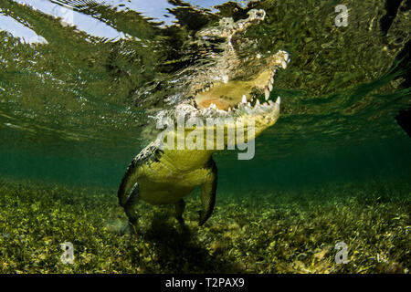 Saltwater Crocodile américain sur l'atoll de banques Chinchorro, low angle view, Xcalak, Quintana Roo, Mexique Banque D'Images