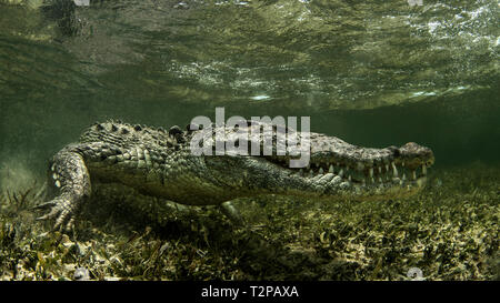 Saltwater Crocodile américain sur l'atoll de banques Chinchorro, low angle view, Xcalak, Quintana Roo, Mexique Banque D'Images