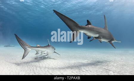 Vue sous-marine de grand requin-marteau et le requin tigre natation sur des fonds marins, Alice Town, Bimini, Bahamas Banque D'Images