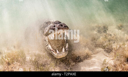 Saltwater Crocodile américain au-dessus des fonds marins de sable sur l'atoll de banques Chinchorro, low angle view, Xcalak, Quintana Roo, Mexique Banque D'Images