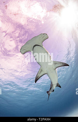 Vue sous-marine de grand requin marteau natation, low angle view, Alice Town, Bimini, Bahamas Banque D'Images