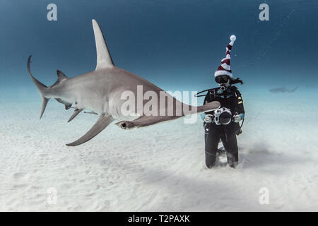 Vue sous-marine de grand requin marteau et féminin de plongée sous marine avec appareil photo sur des fonds marins, Alice Town, Bimini, Bahamas Banque D'Images