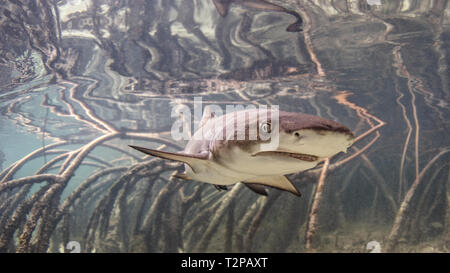 Sous Vue De Bebe Requin Citron Natation Parmi Les Mangroves Alice Town Bimini Bahamas Photo Stock Alamy